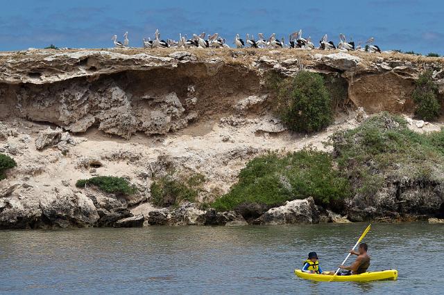 088 Penguin Island, pelikanen.jpg